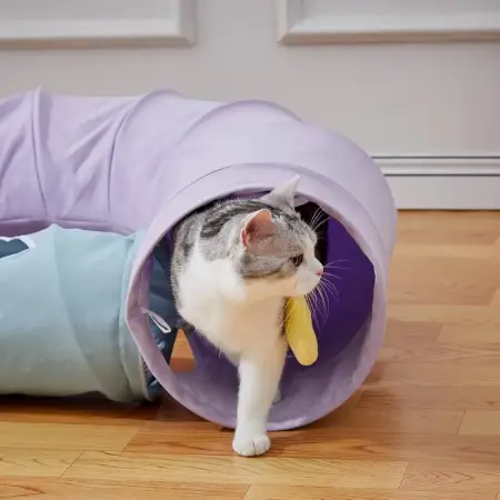 Cat Tunnel
