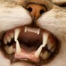 is wet food bad for cats teeth