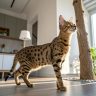 Serengeti cat breed standing in home showing spotted coat and long legs