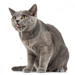 বিড়ালের লালা পড়া সমস্যার লক্ষণ - মুখ থেকে অতিরিক্ত লালা ঝরছে